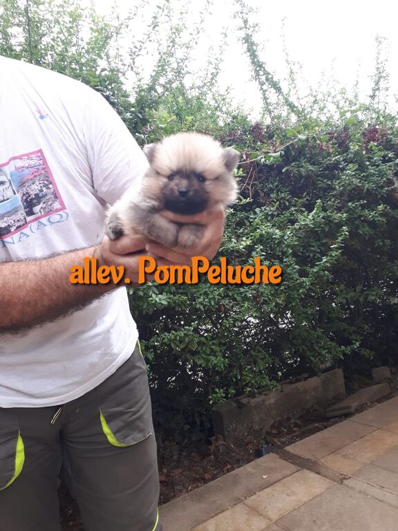 5331571  CUCCIOLINO POMERANIA NANO