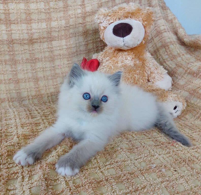 5330834  Gatto Ragdoll