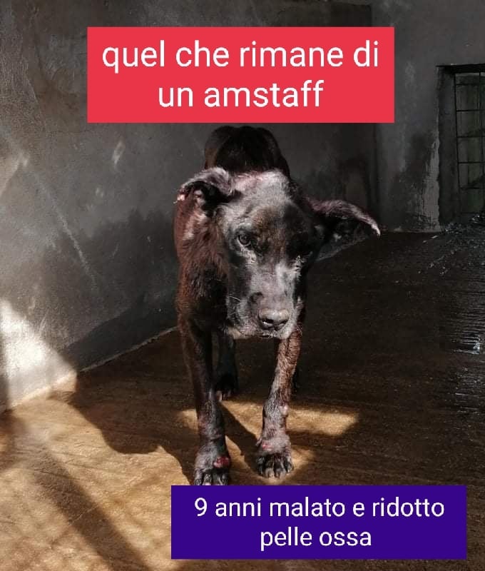 4821377  in regalo BULL INCROCIO AMSTAFF