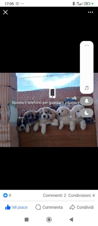 5329486  in regalo Regalasi cucciolina