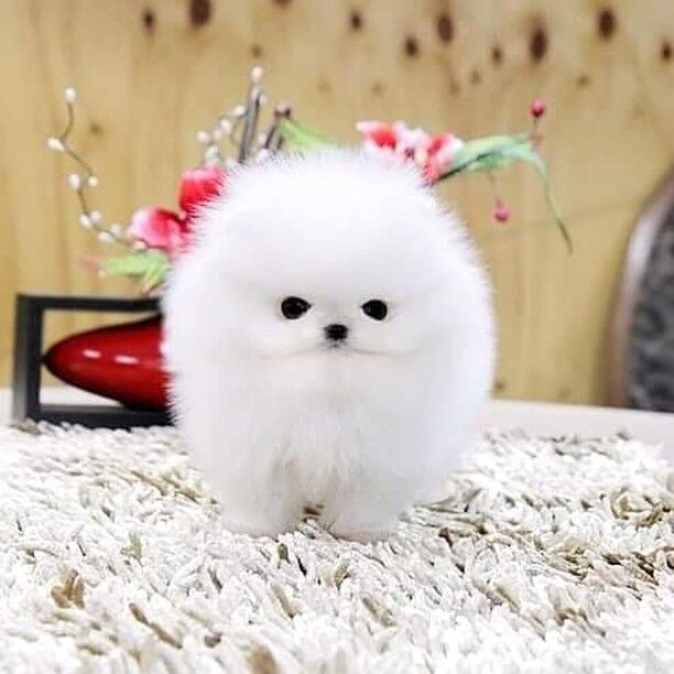 5332943  in regalo Cuccioli di Pomerania