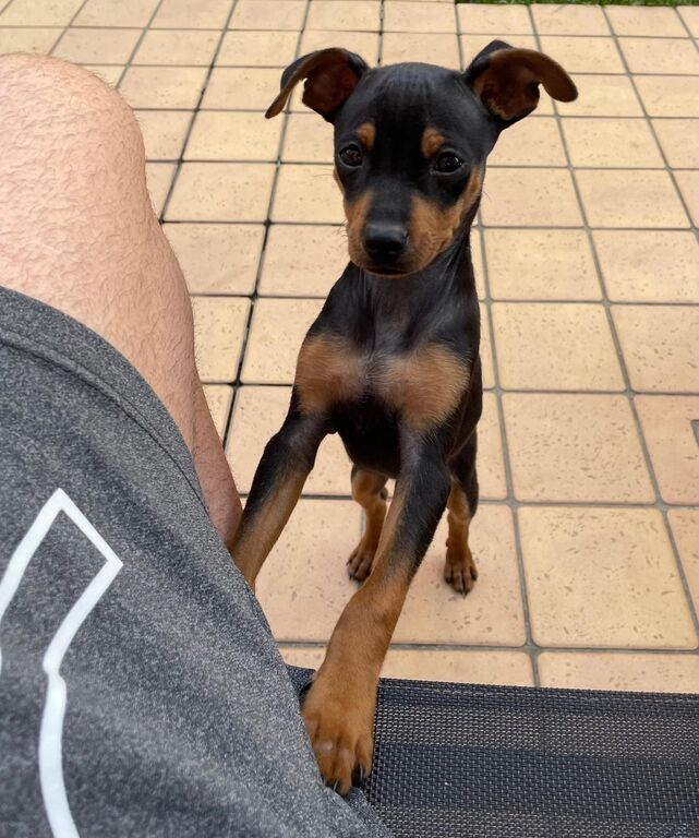 5311789  Meraviglioso Pinscher nano