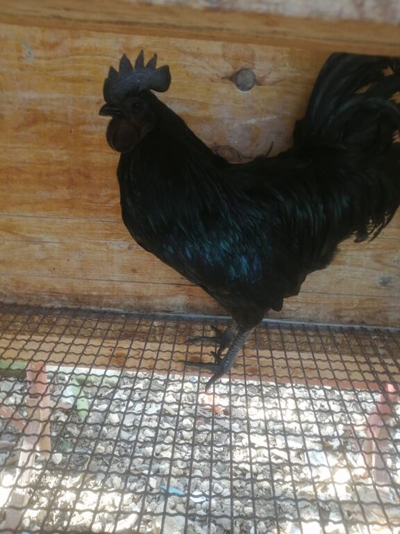 5328643 Uova feconde di aym cemani